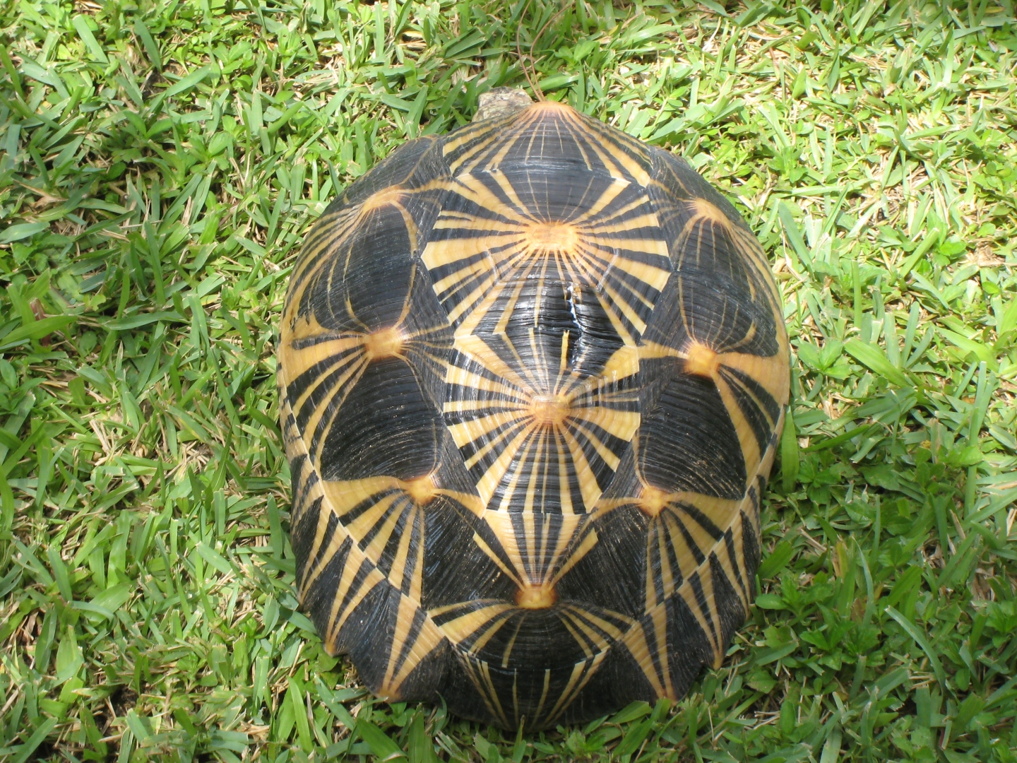 ALDABRA BREEDER
