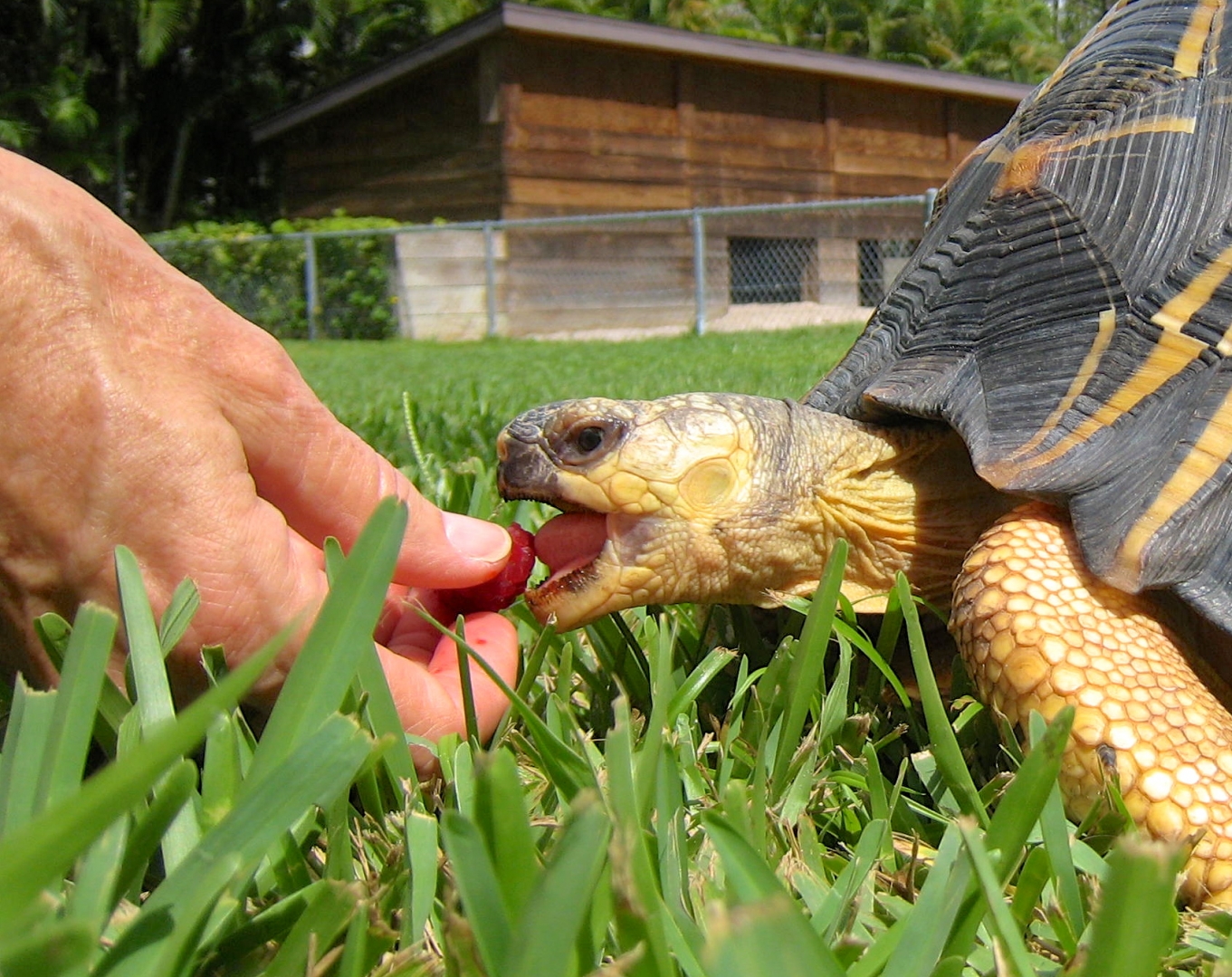 ALDABRA BREEDER