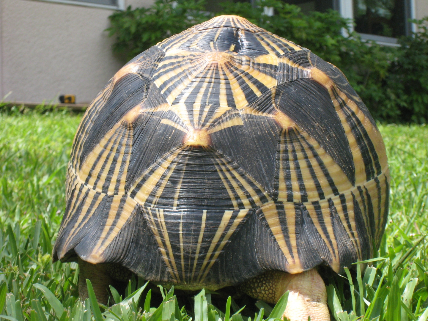 ALDABRA BREEDER