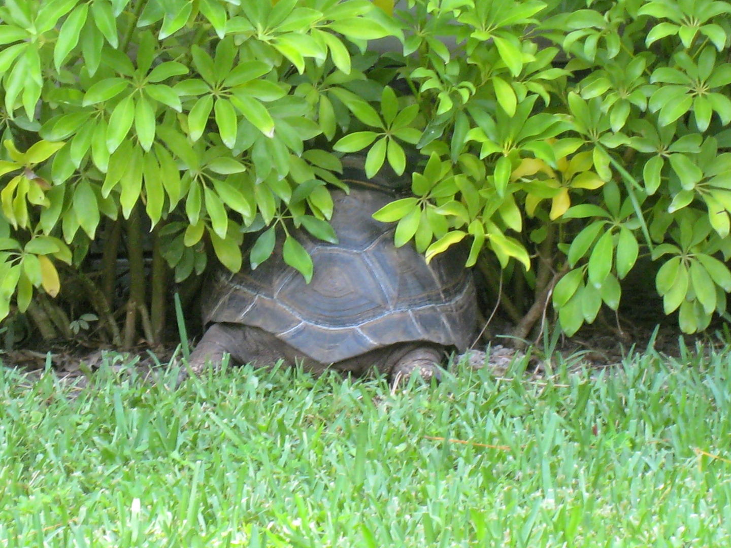 ALDABRA BREEDER
