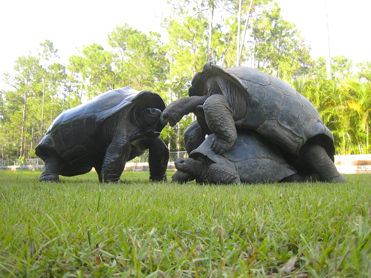ALDABRA BREEDER