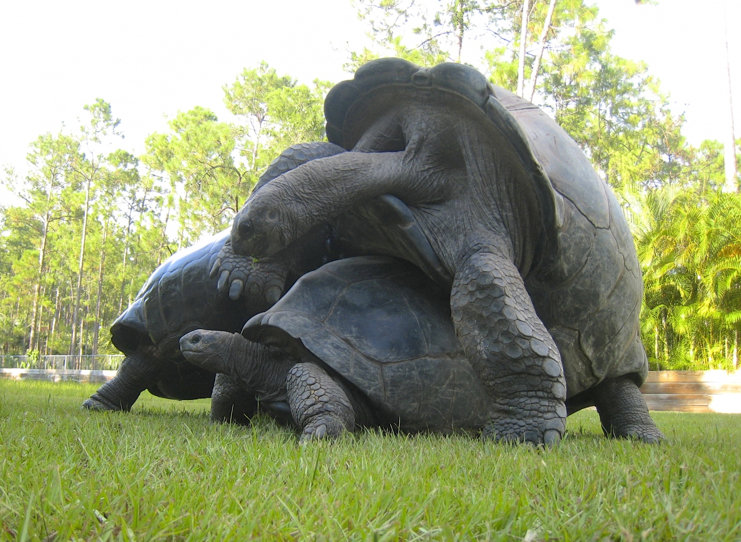 ALDABRA BREEDER