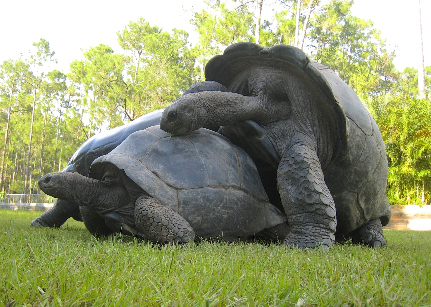 ALDABRA BREEDER
