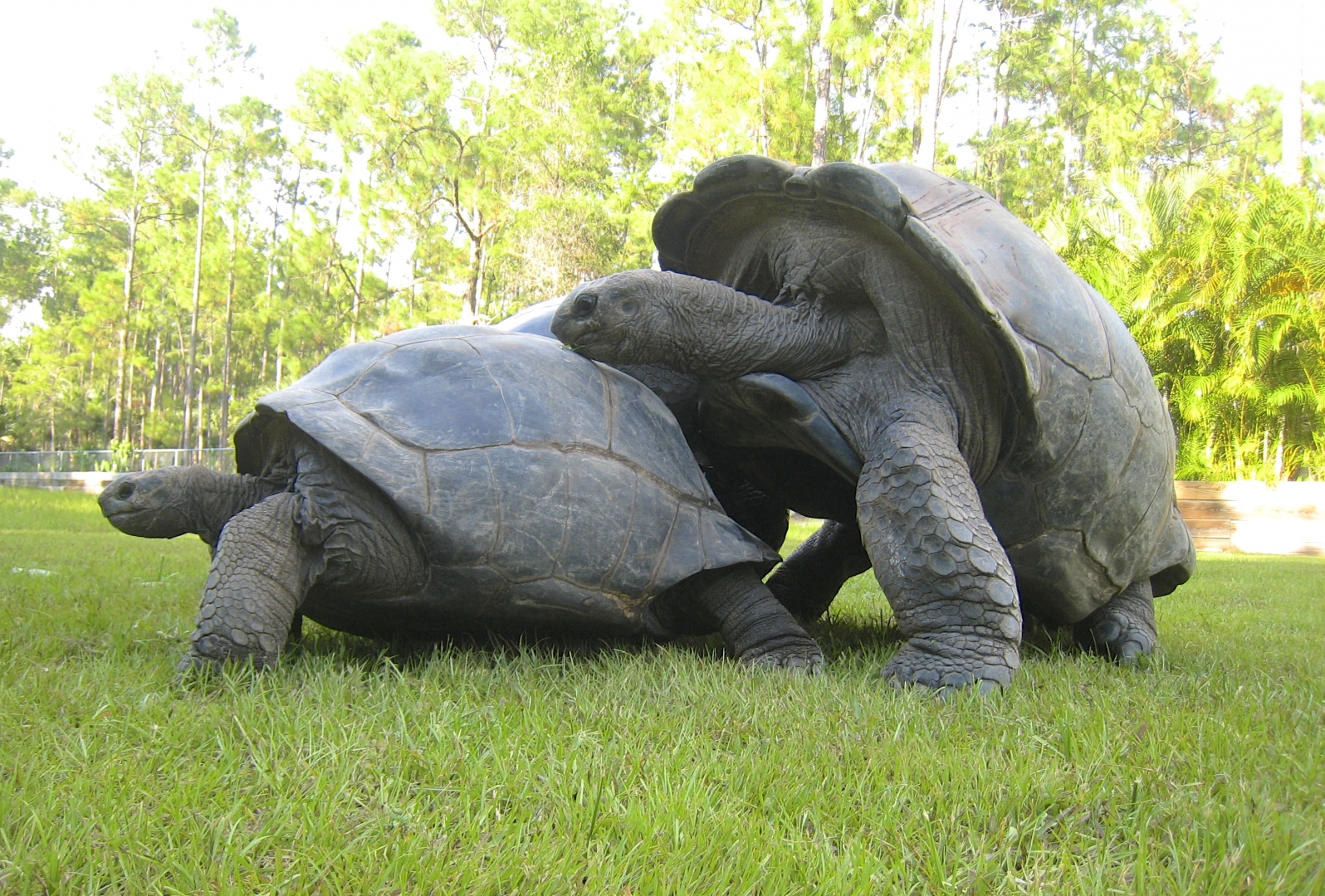 ALDABRA BREEDER