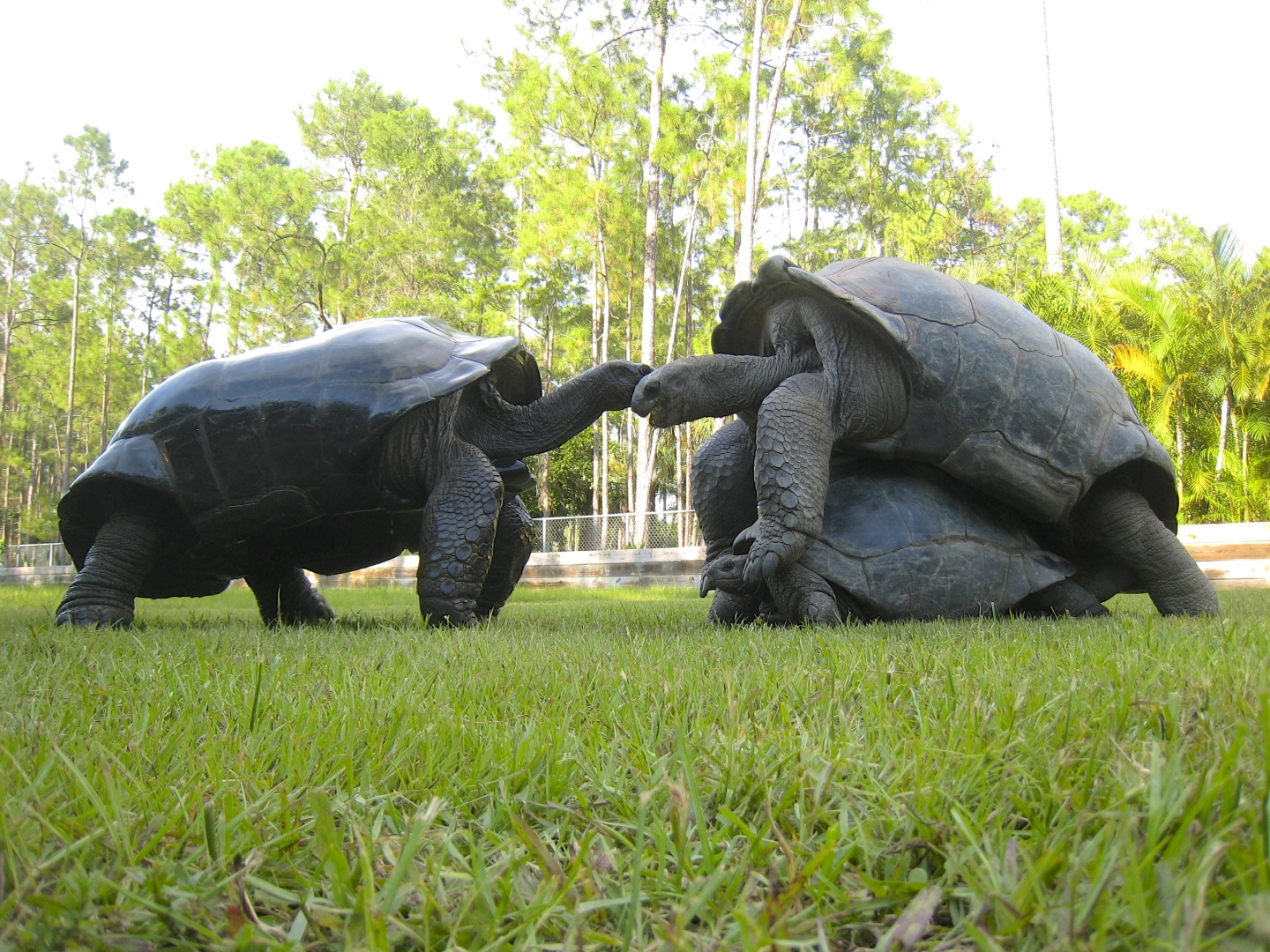 ALDABRA BREEDER