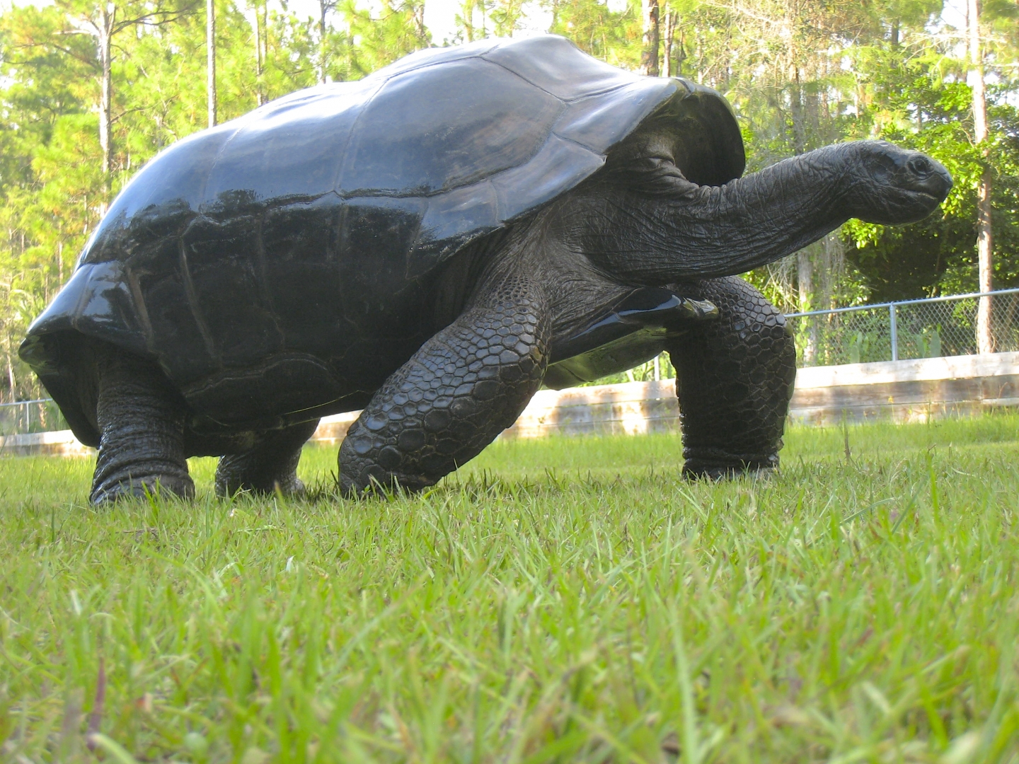 ALDABRA BREEDER