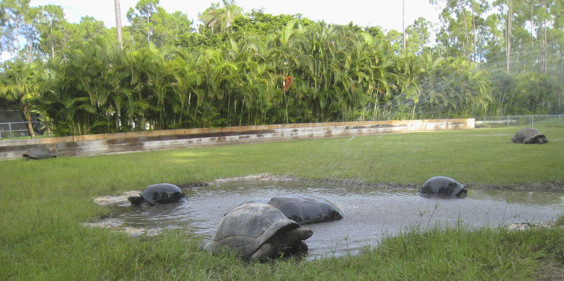 ALDABRA BREEDER