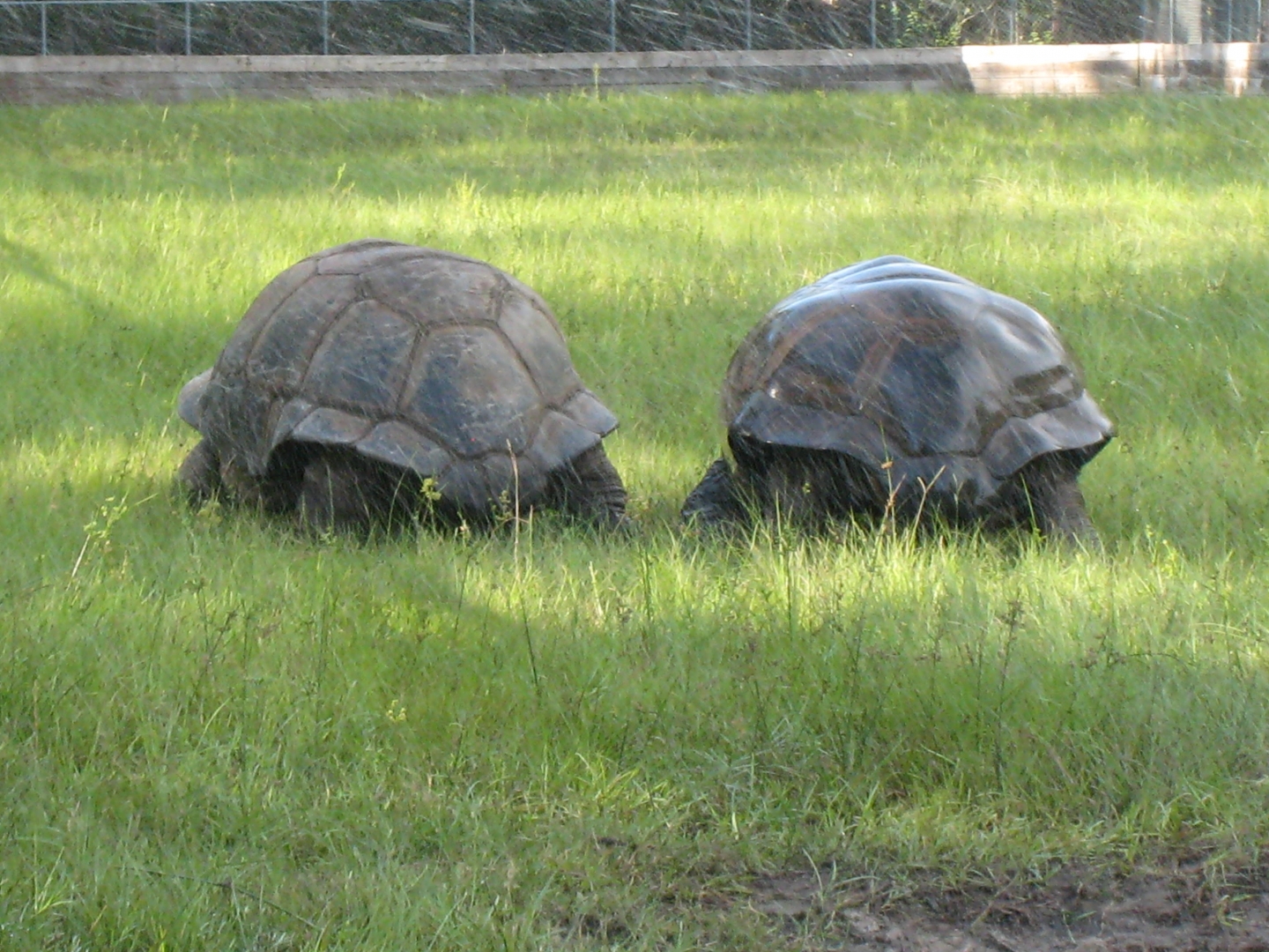 ALDABRA BREEDER