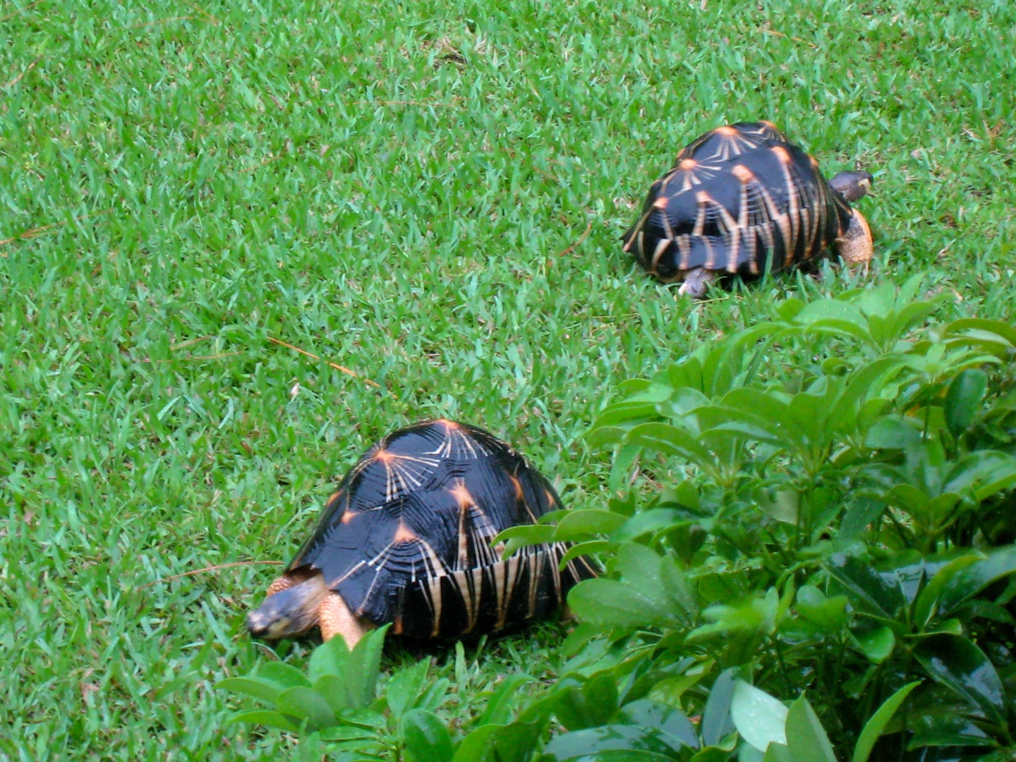 ALDABRA BREEDER