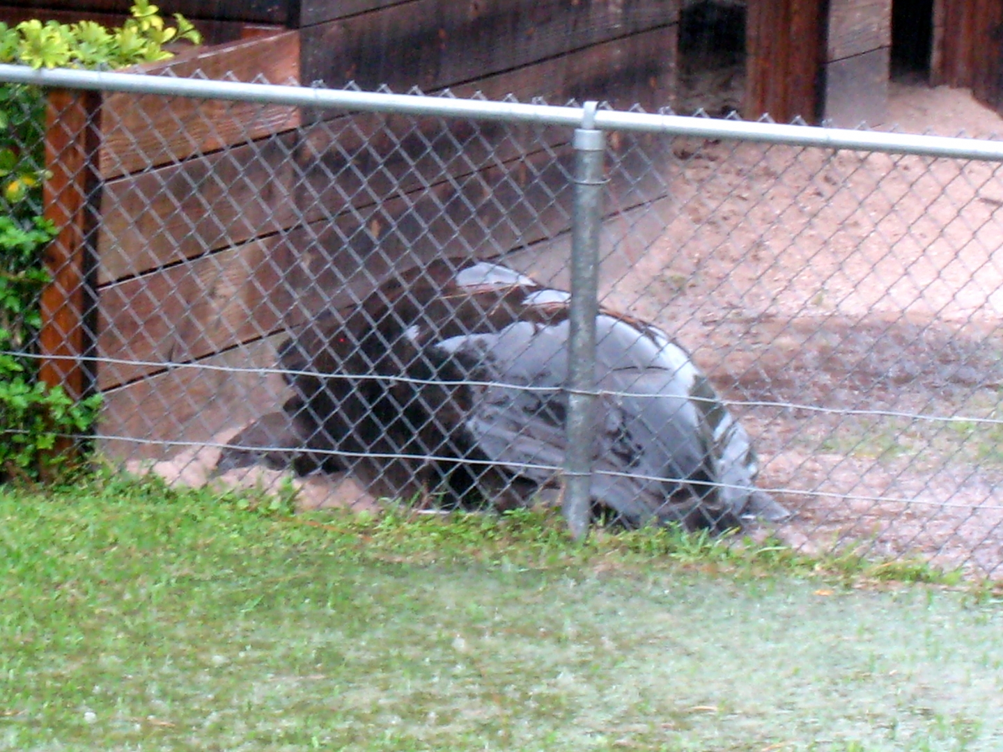 ALDABRA BREEDER