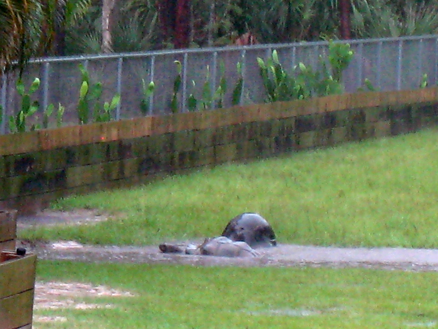 ALDABRA BREEDER