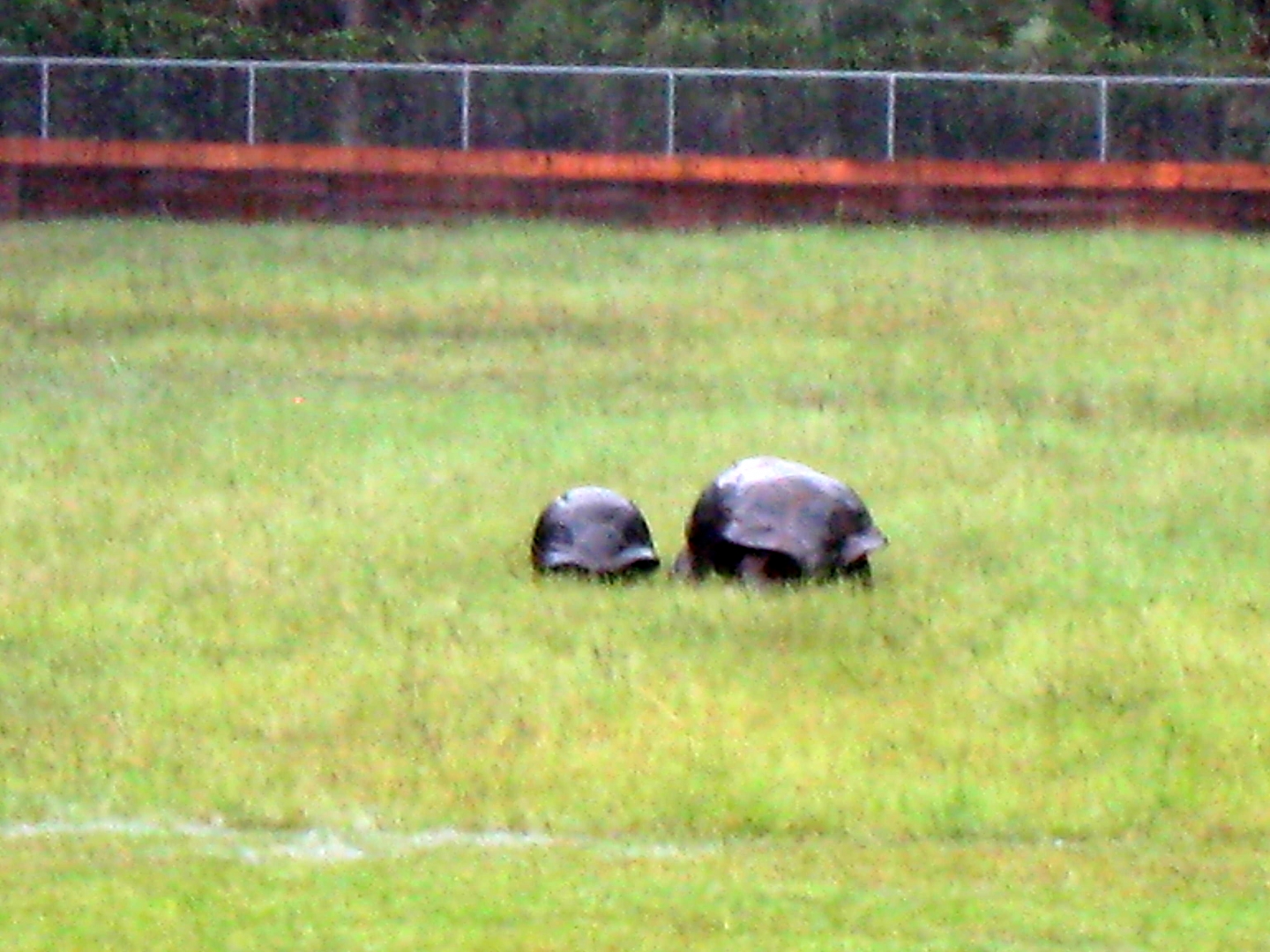 ALDABRA BREEDER