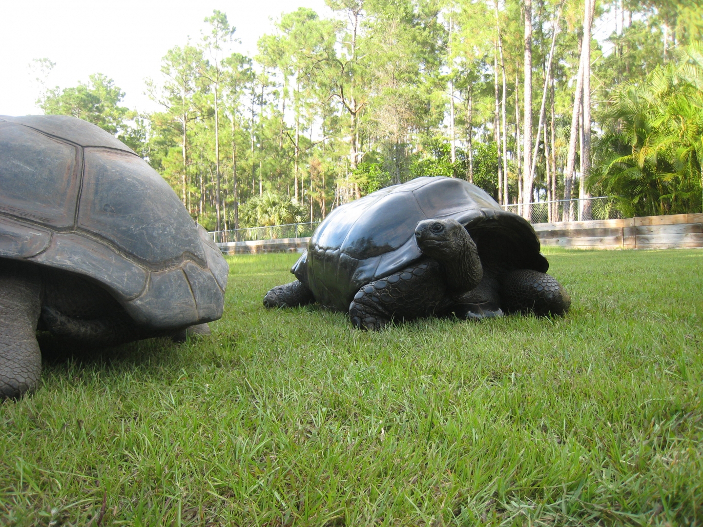 ALDABRA BREEDER