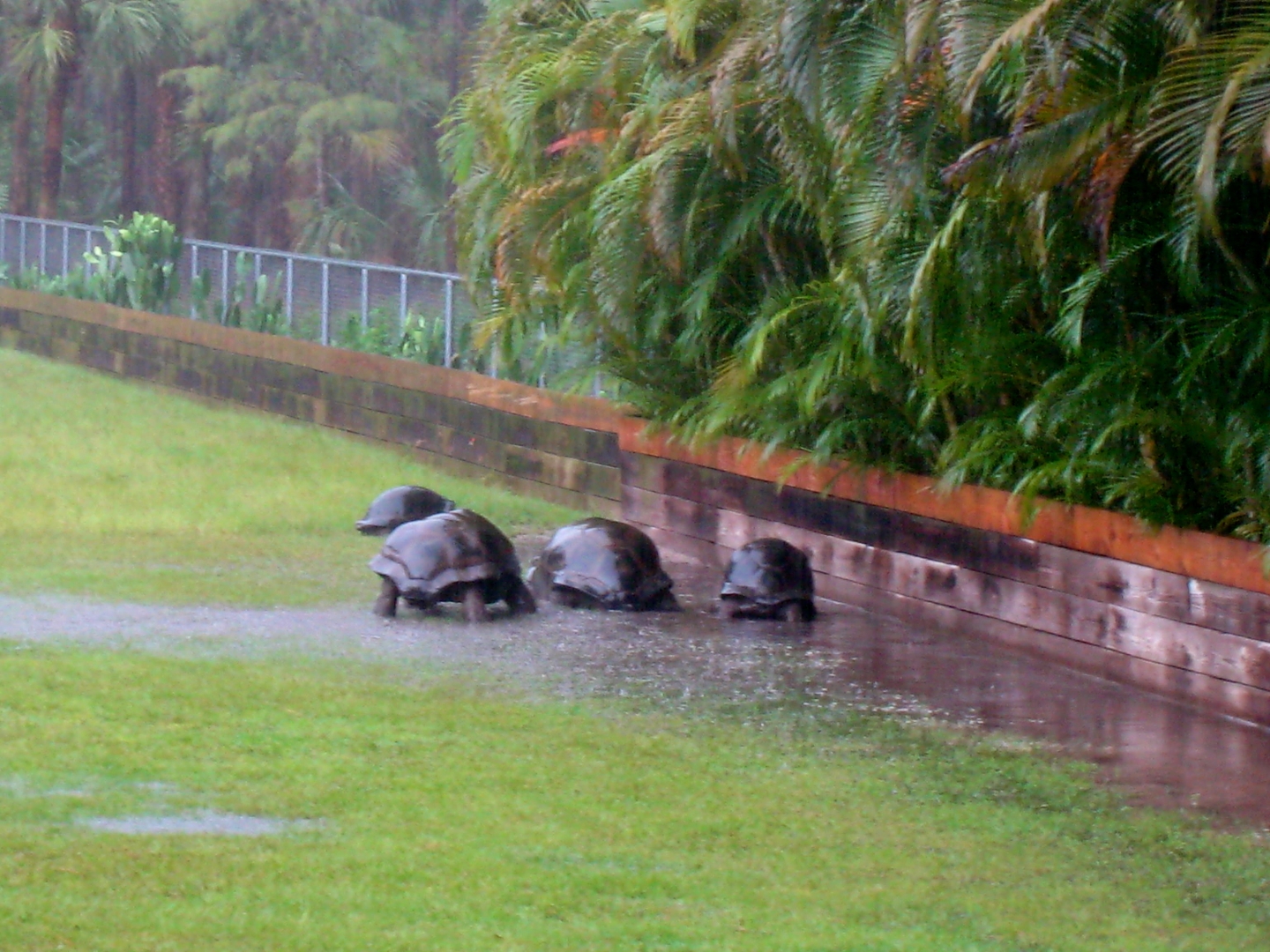 ALDABRA BREEDER