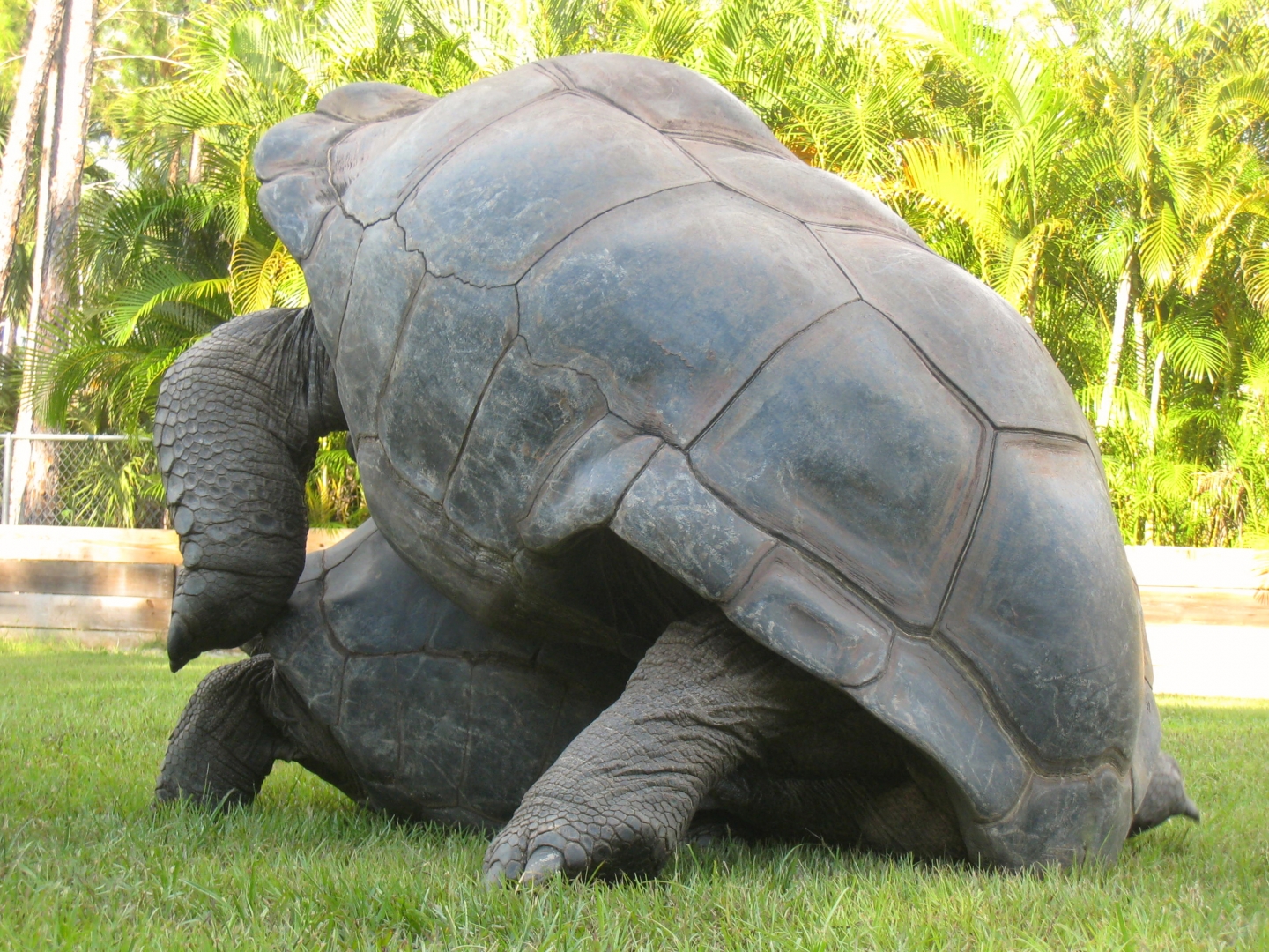 ALDABRA BREEDER