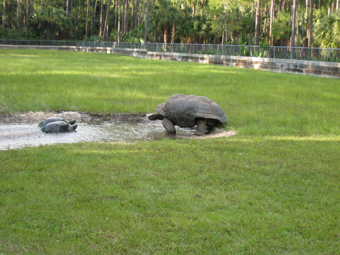 ALDABRA BREEDER