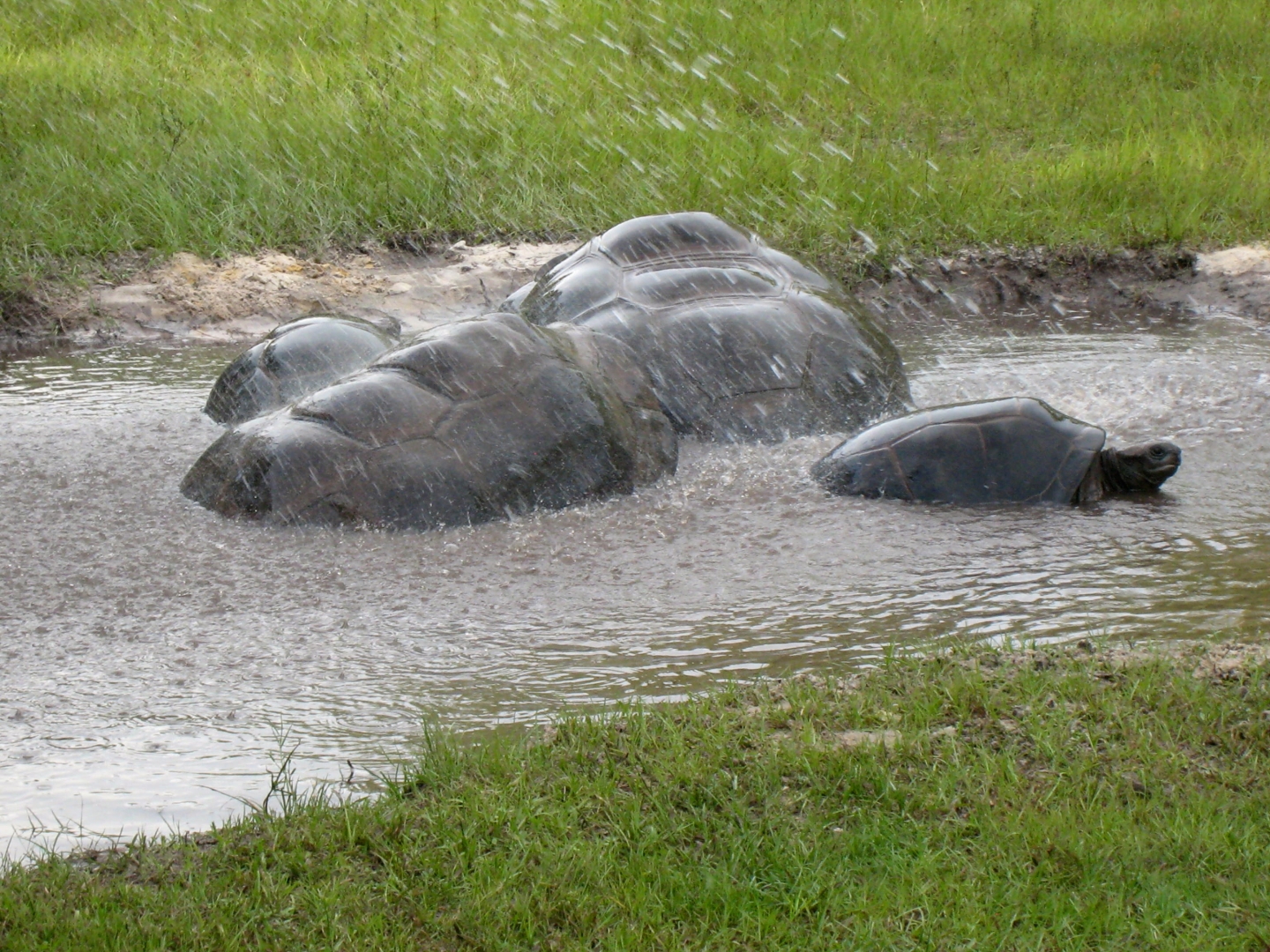 ALDABRA BREEDER