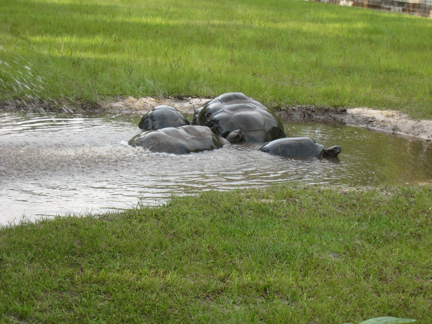 ALDABRA BREEDER