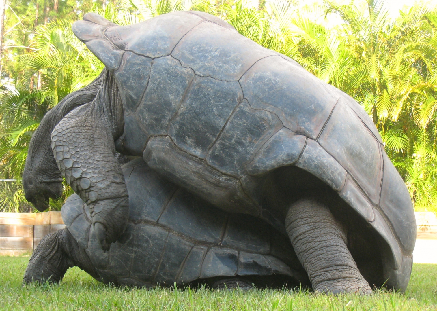 ALDABRA BREEDER