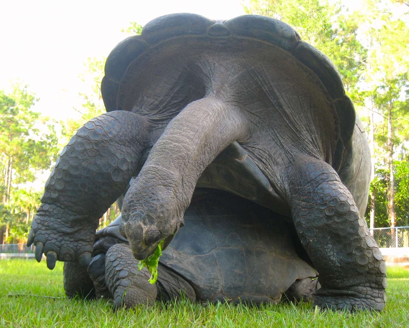 ALDABRA BREEDER