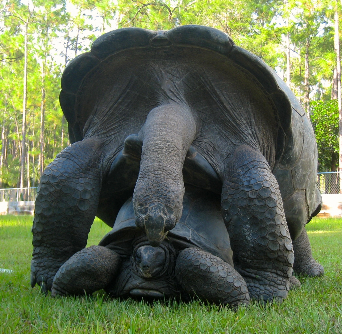 ALDABRA BREEDER