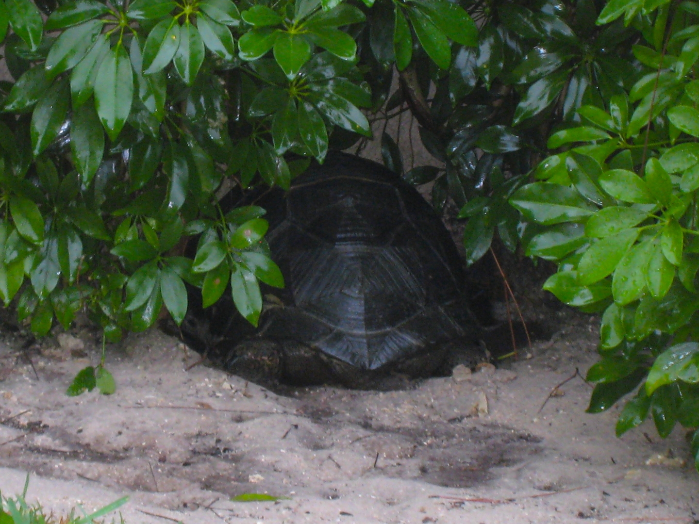 ALDABRA BREEDER