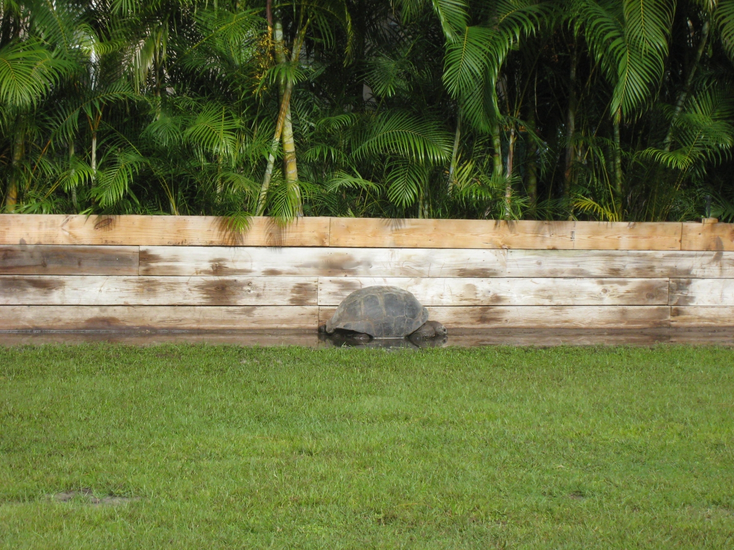 ALDABRA BREEDER