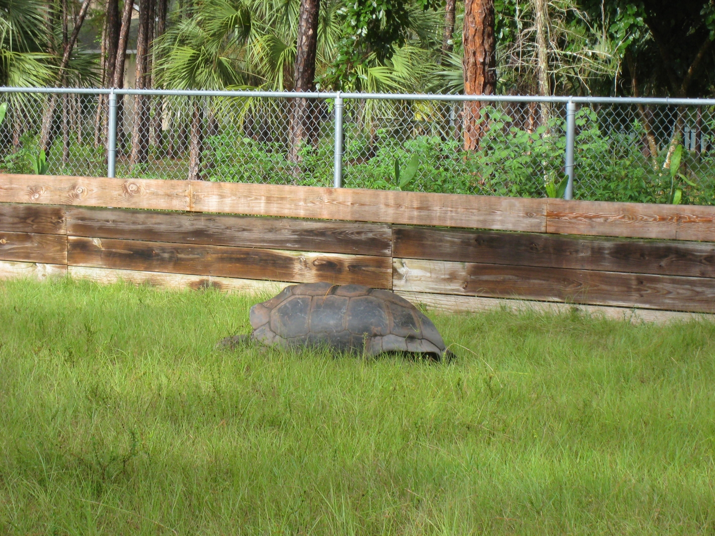 ALDABRA BREEDER