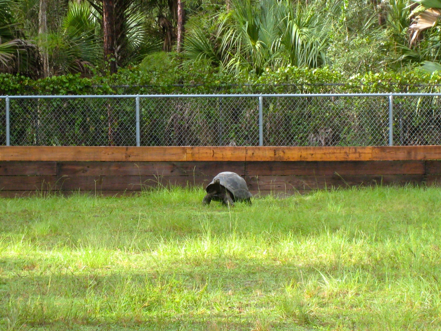 ALDABRA BREEDER
