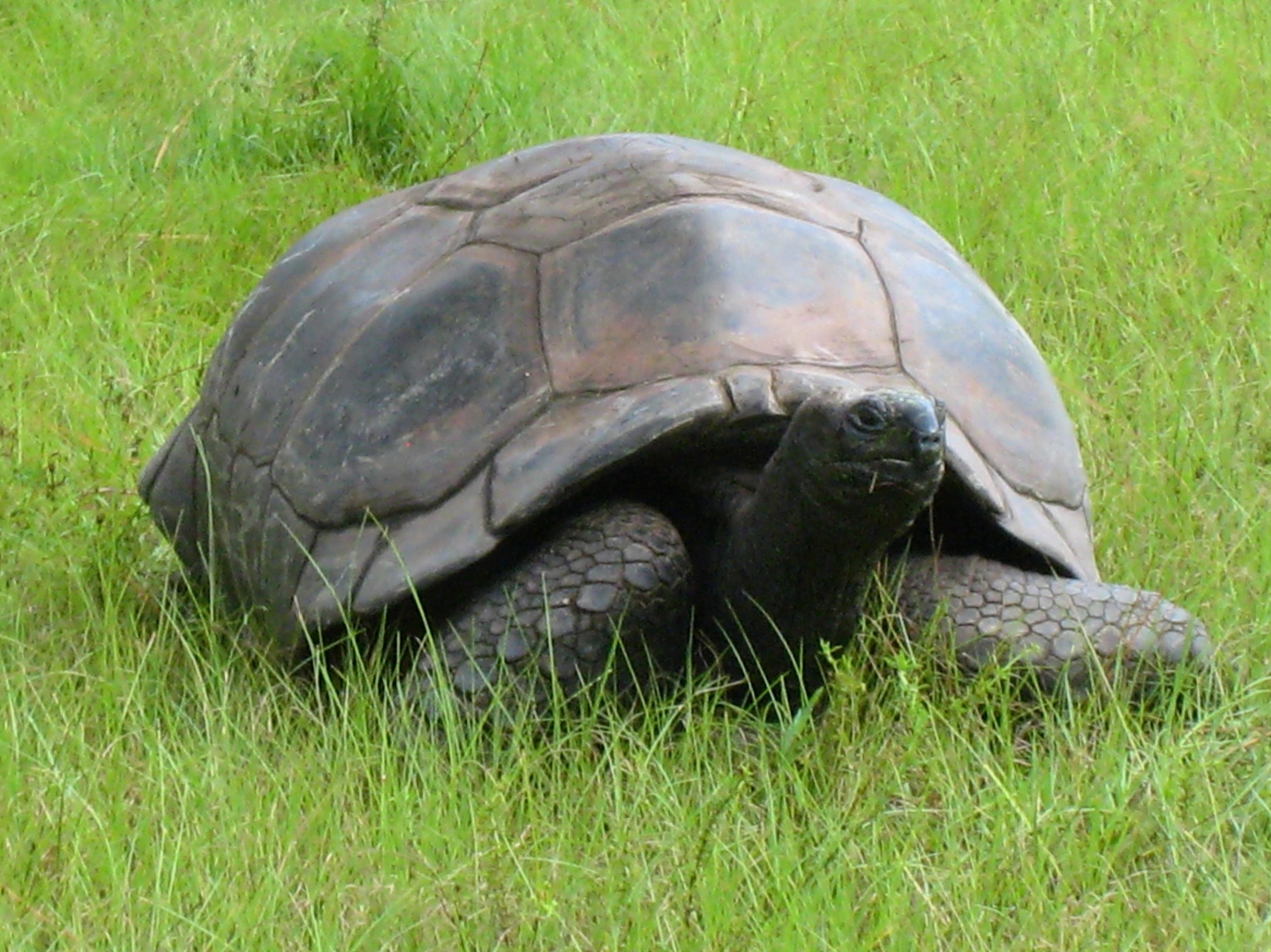 ALDABRA BREEDER