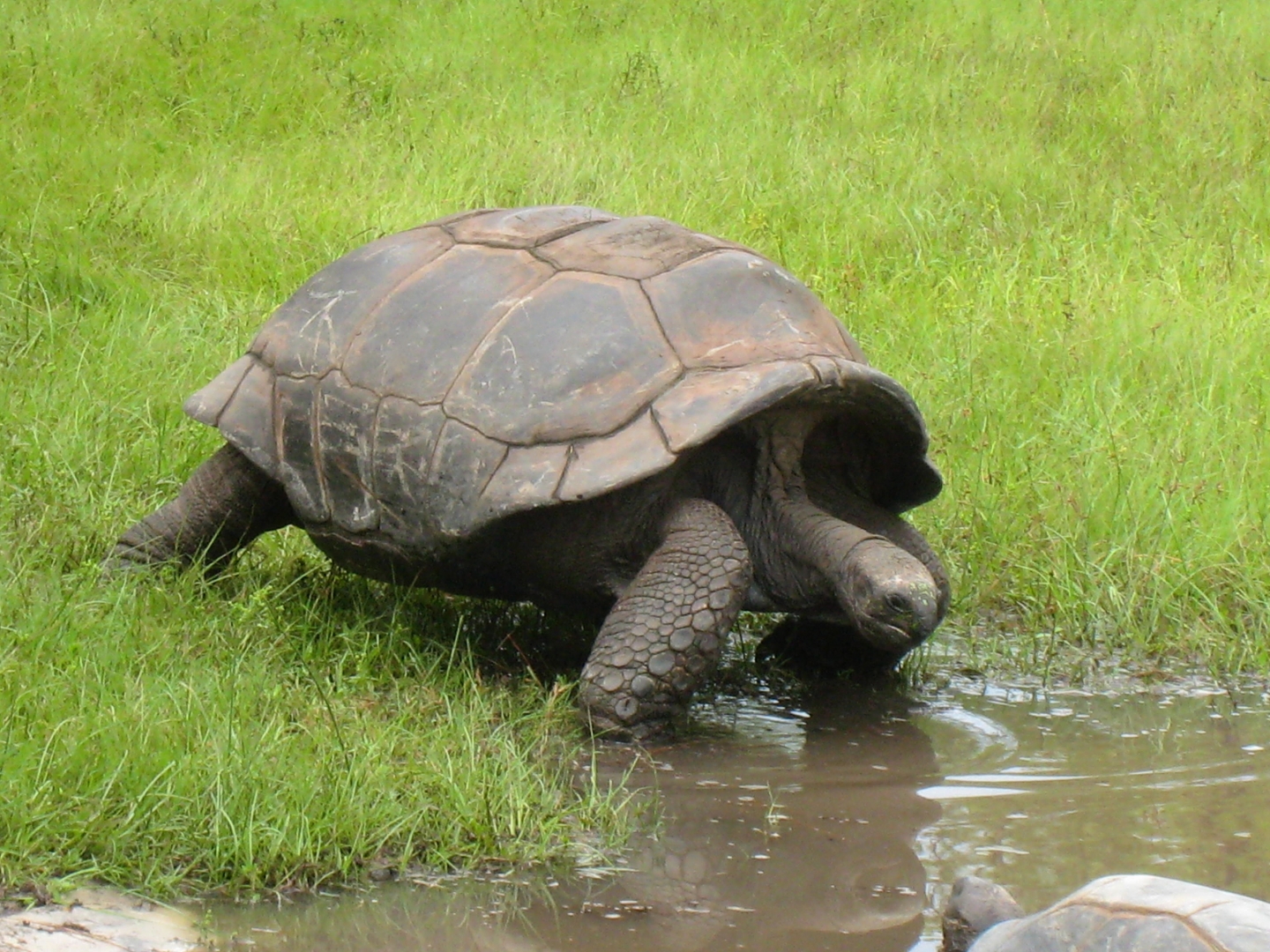 ALDABRA BREEDER