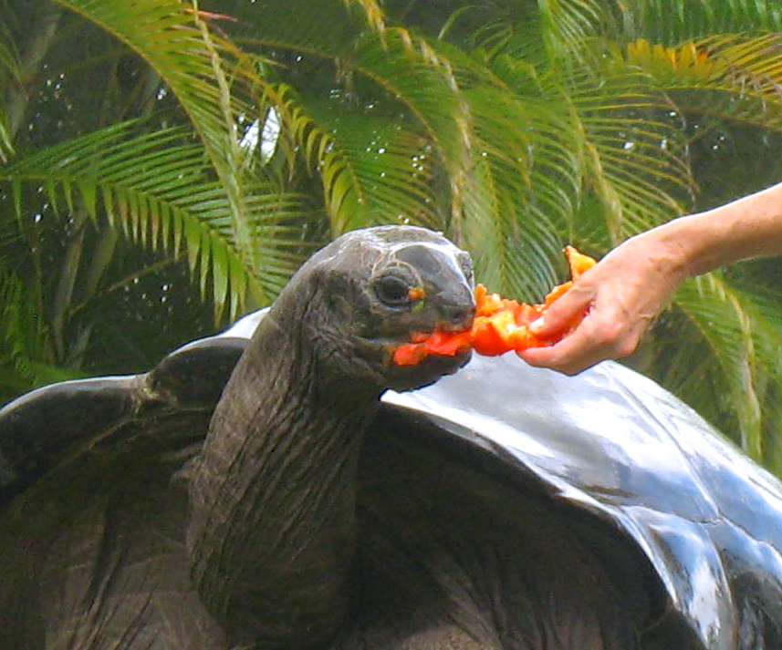 ALDABRA BREEDER