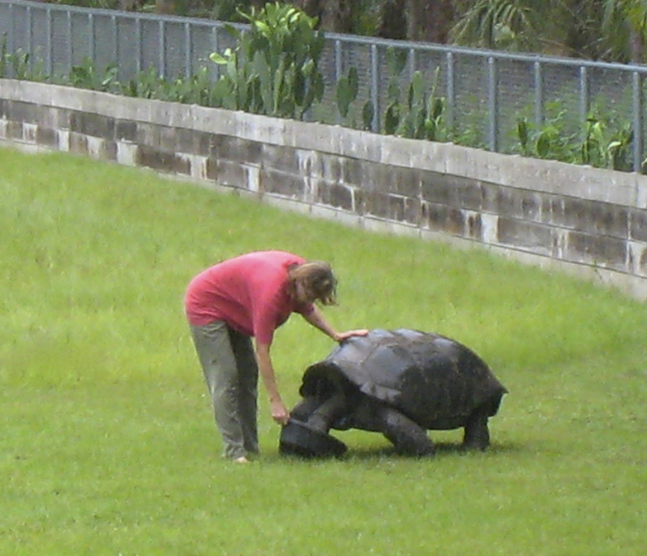 ALDABRA BREEDER