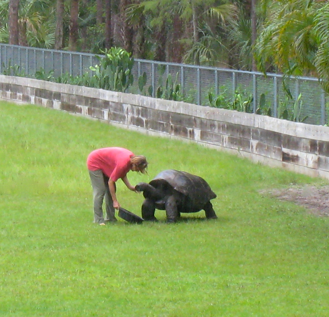 ALDABRA BREEDER