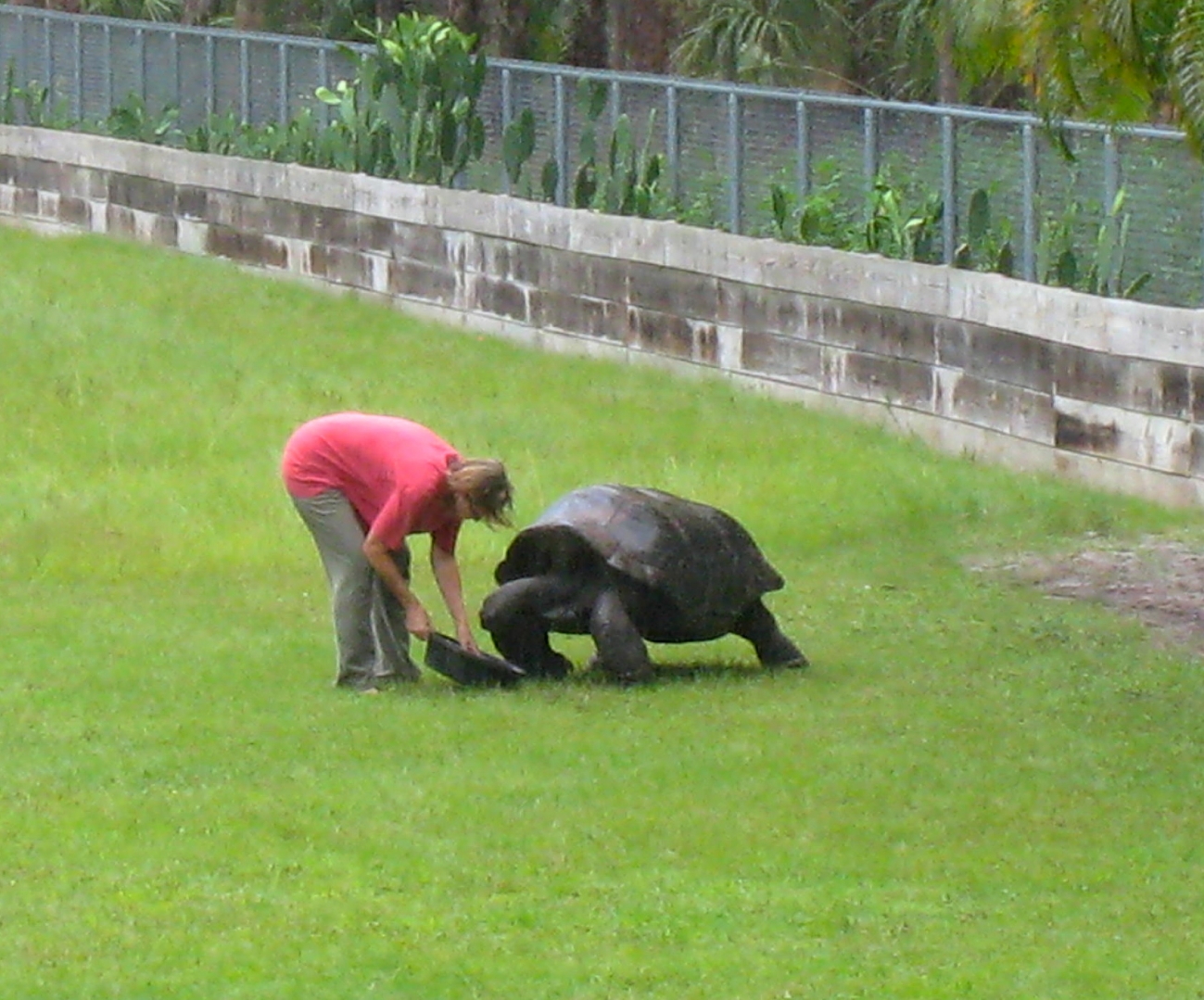 ALDABRA BREEDER