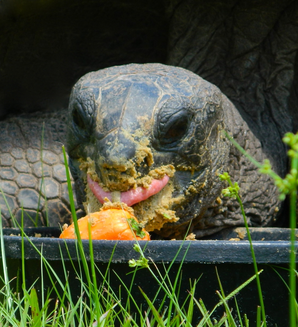 ALDABRA BREEDER