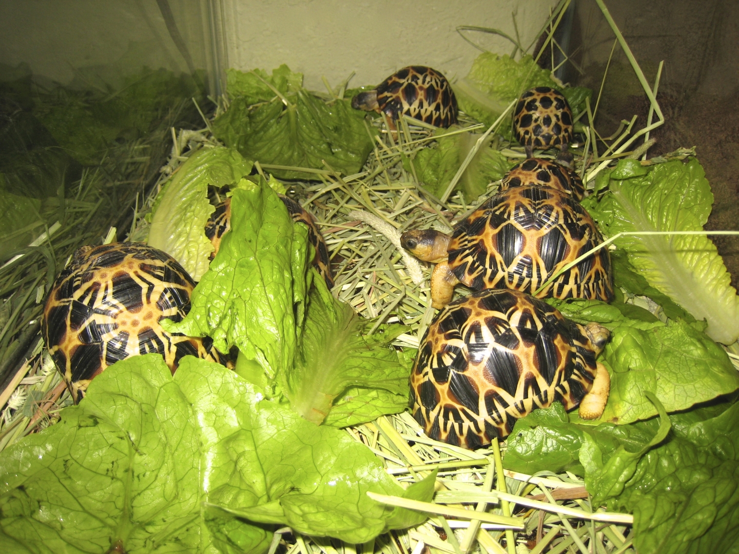 ALDABRA BREEDER
