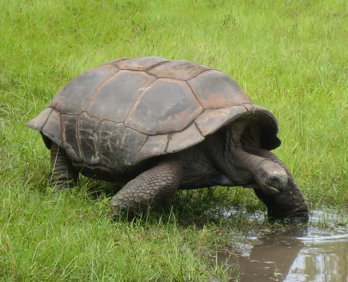 ALDABRA BREEDER