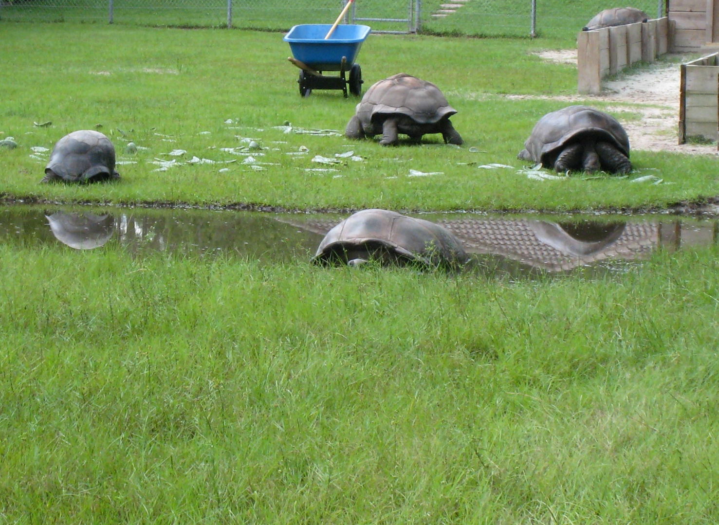 ALDABRA BREEDER