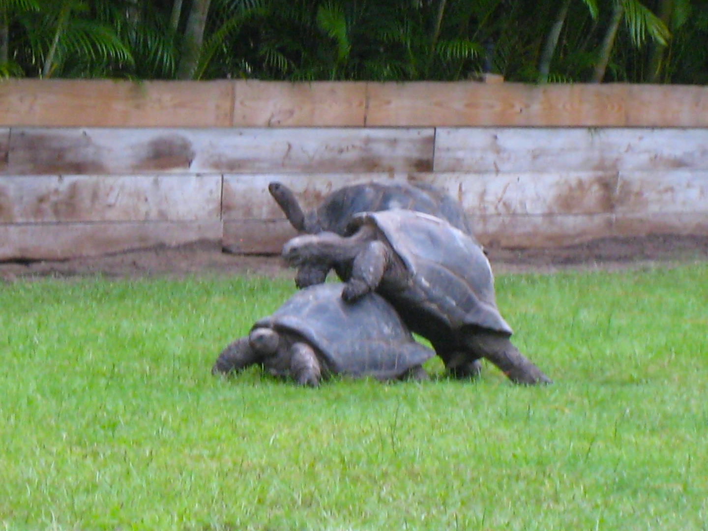 ALDABRA BREEDER