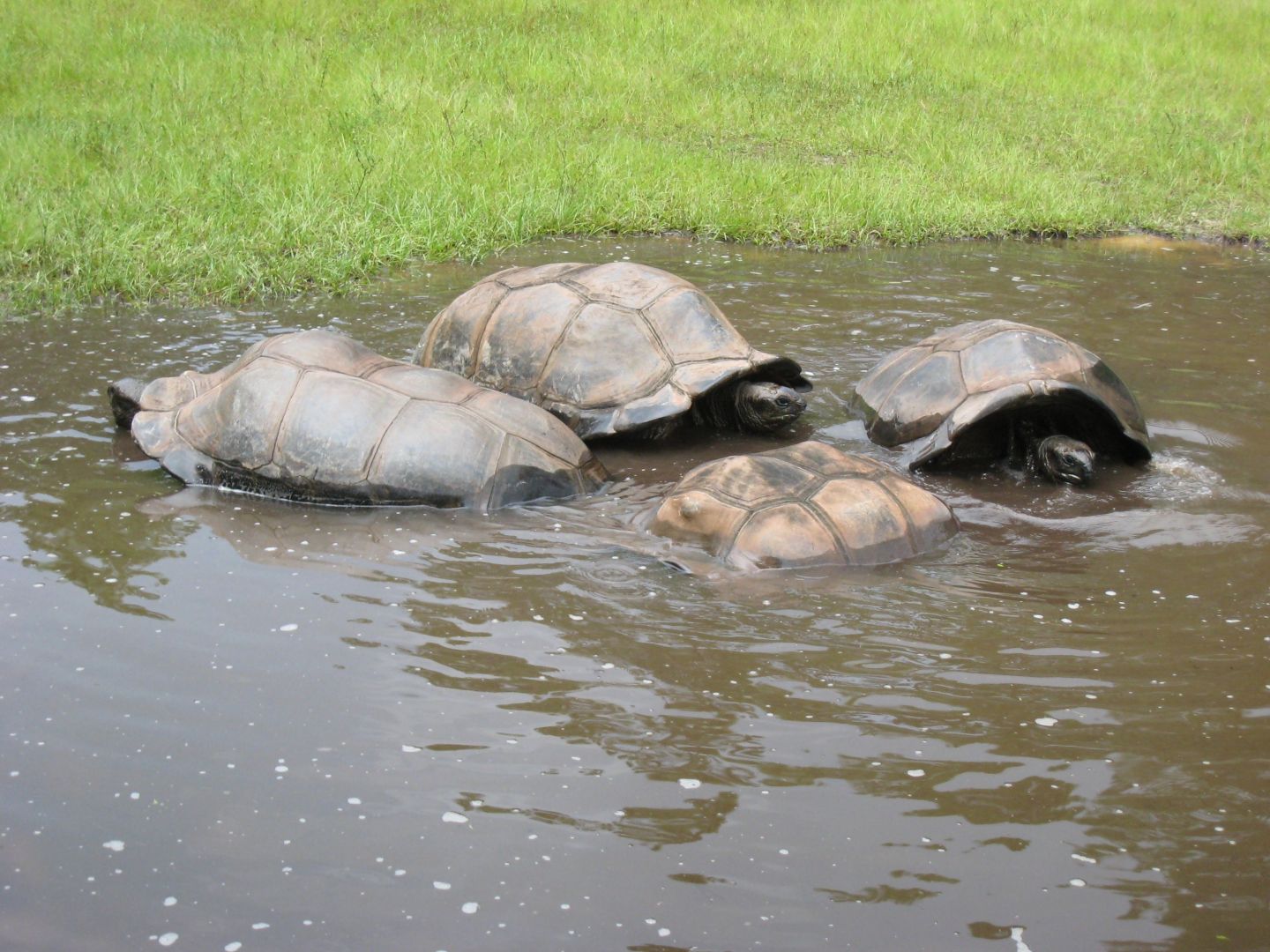 ALDABRA BREEDER