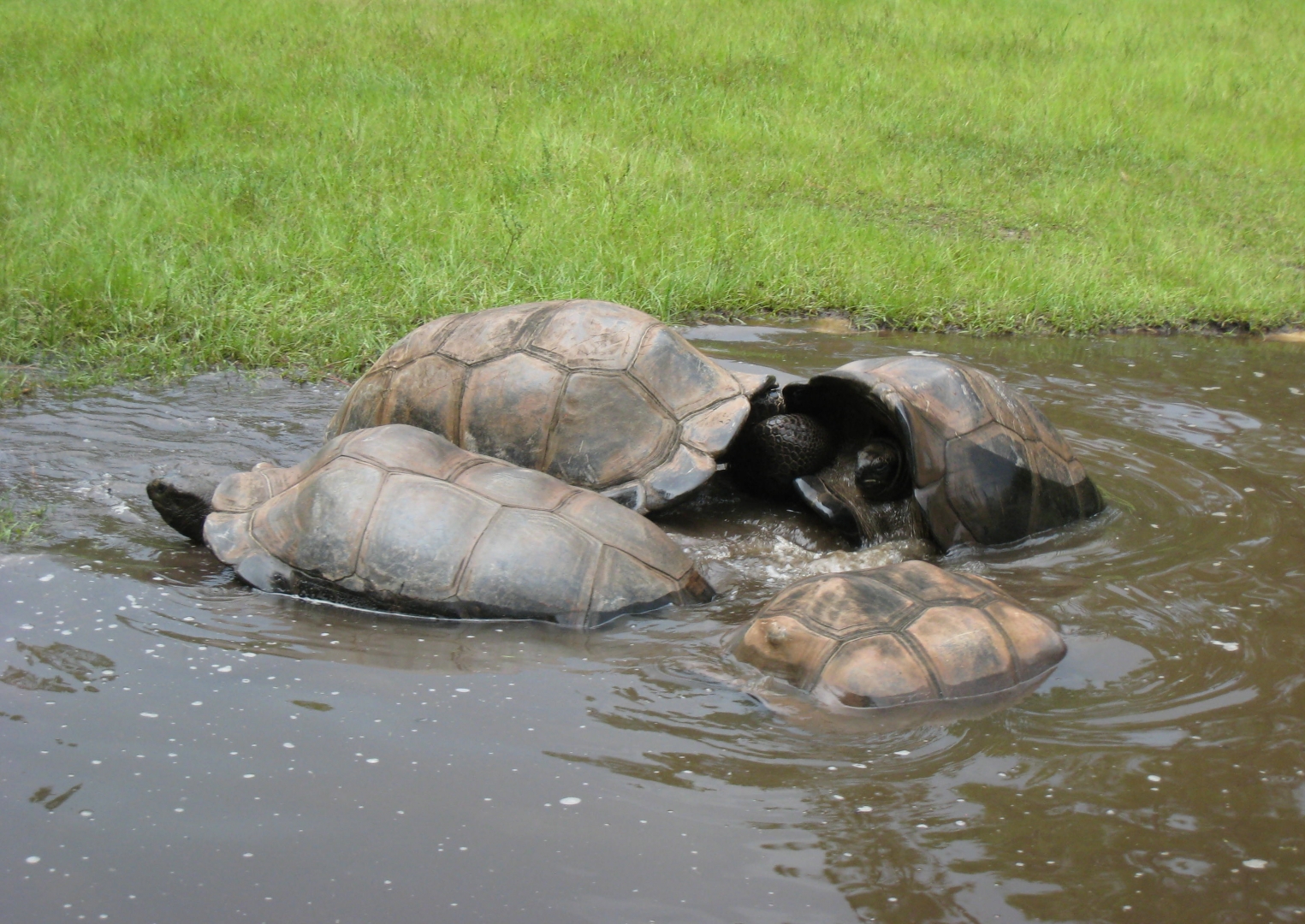 ALDABRA BREEDER