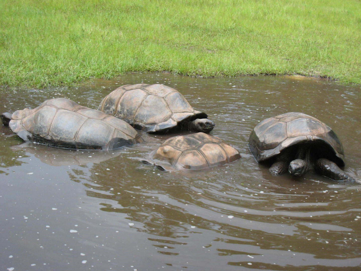 ALDABRA BREEDER