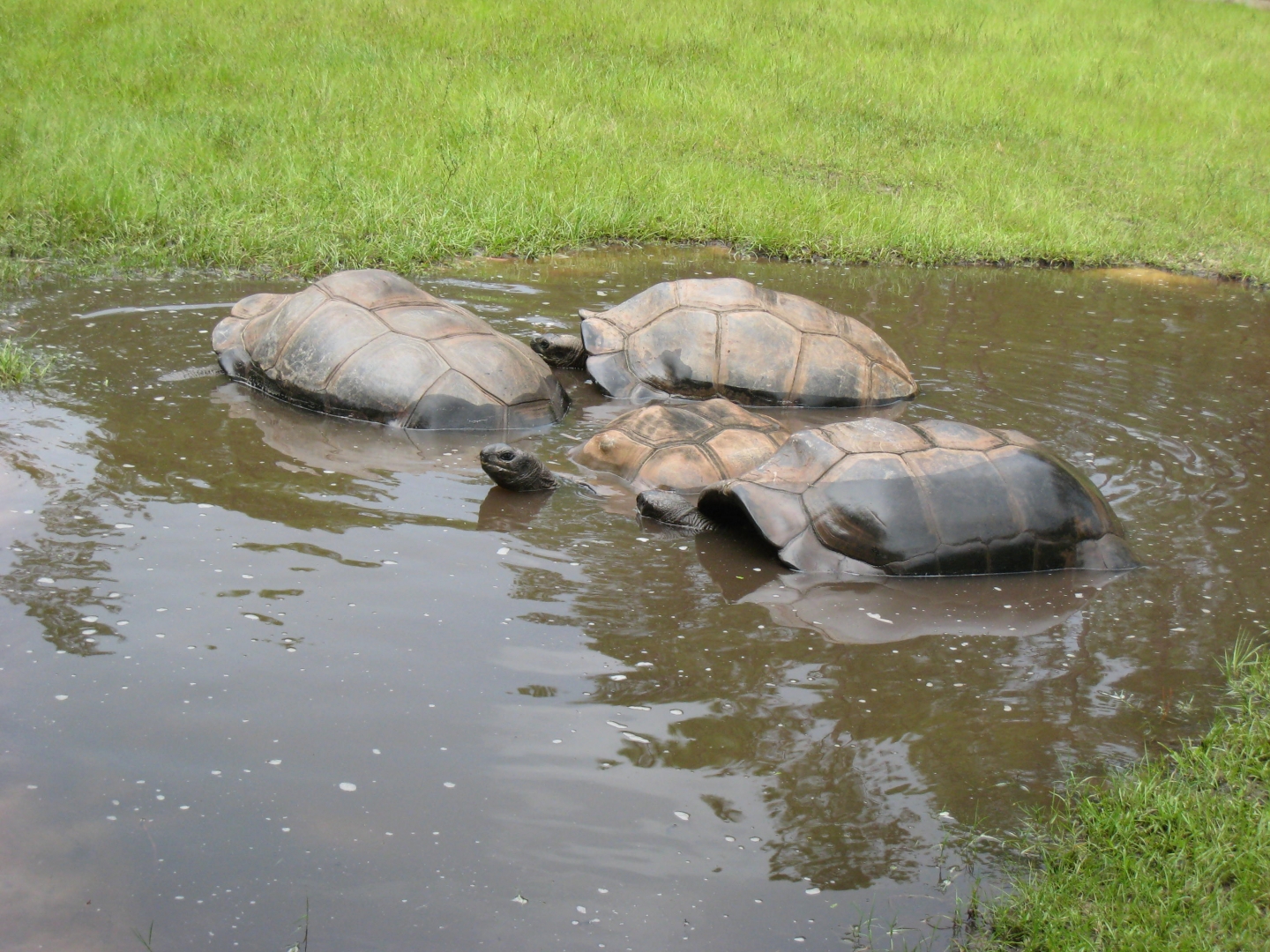 ALDABRA BREEDER