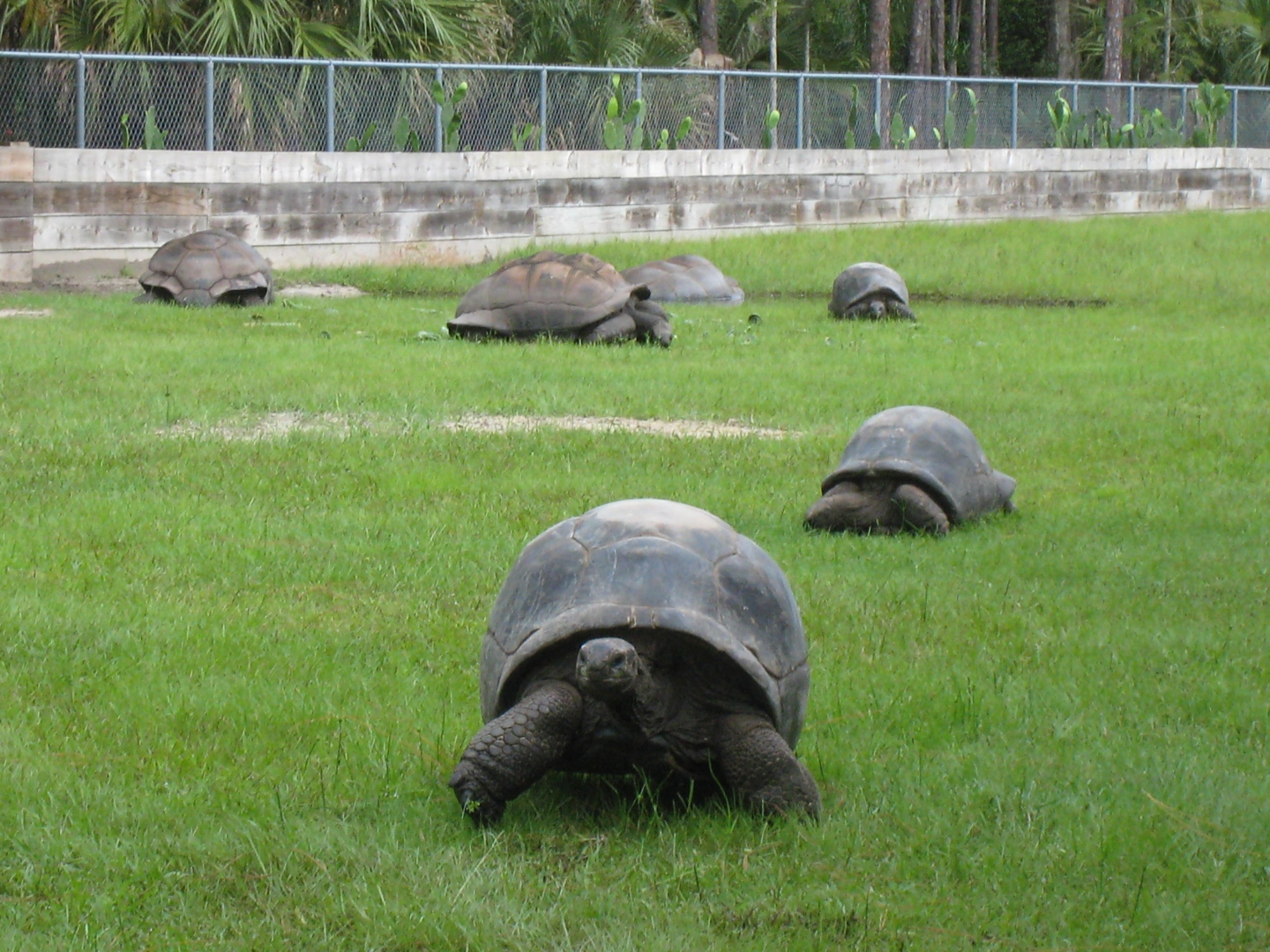ALDABRA BREEDER