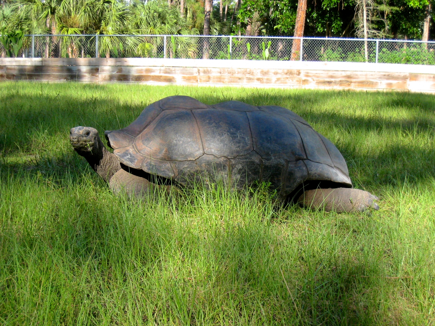 ALDABRA BREEDER