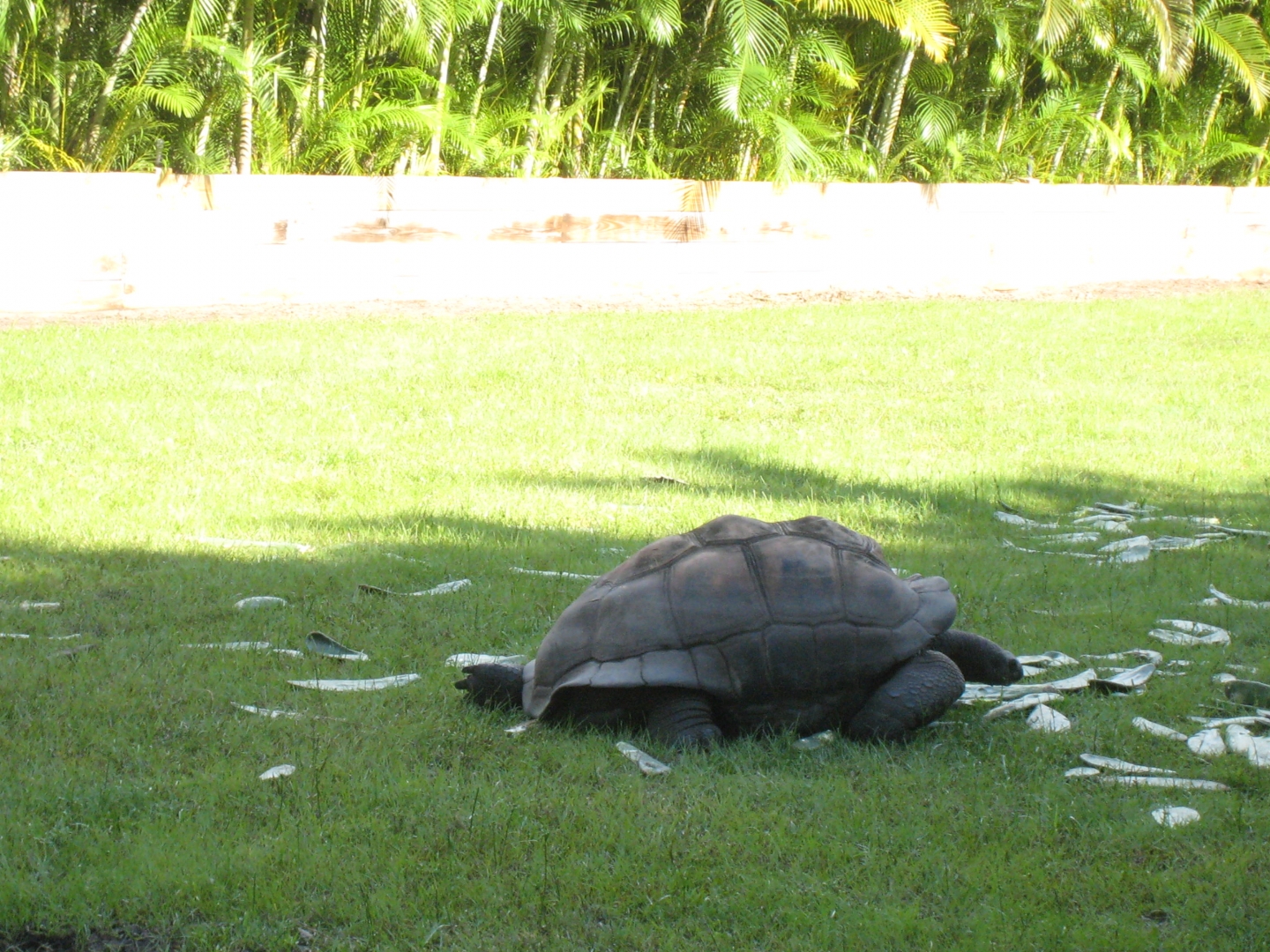 ALDABRA BREEDER