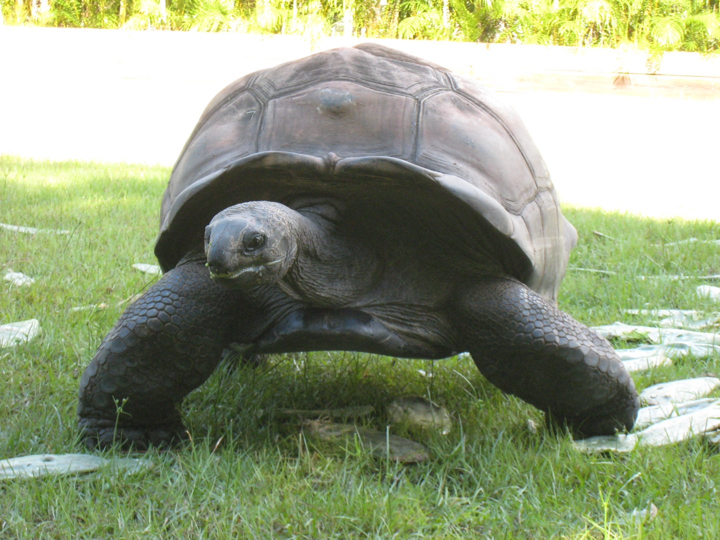 ALDABRA BREEDER