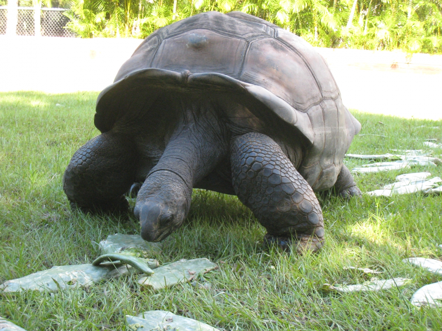 ALDABRA BREEDER