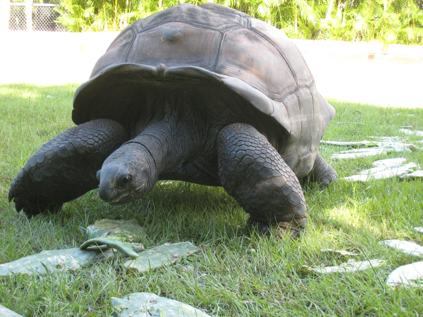 ALDABRA BREEDER